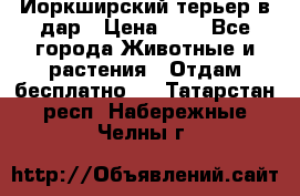 Йоркширский терьер в дар › Цена ­ 1 - Все города Животные и растения » Отдам бесплатно   . Татарстан респ.,Набережные Челны г.